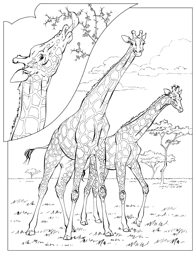 动物涂色卡—giraffe长颈鹿